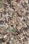 Southern crabgrass